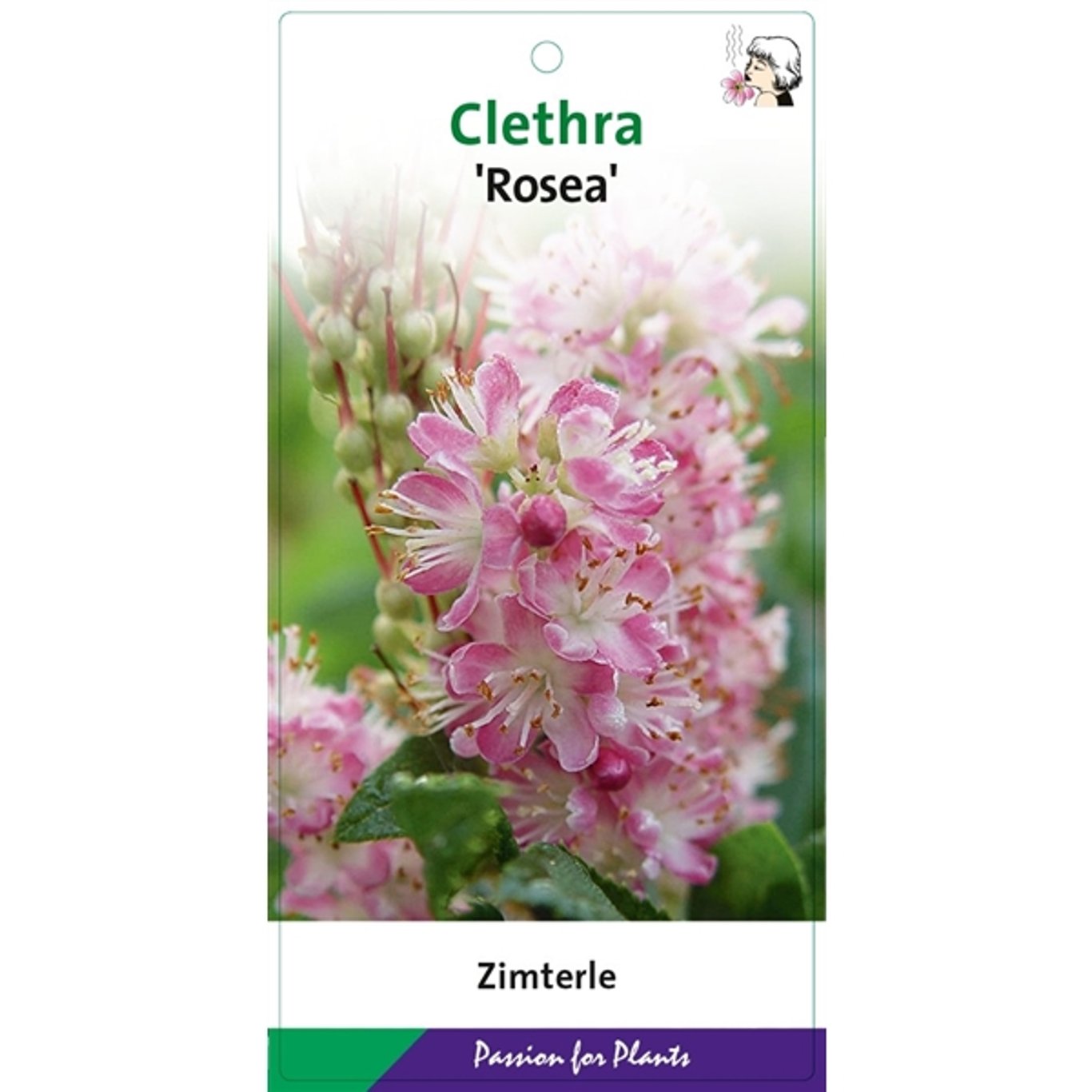 Clethra alnif. 'Rosea' - C5 50-60 CM